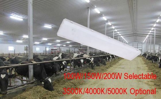 높은 와트 200W 4FT LED 증기 단단한 방수 산업 트리 증거 워크샵에 대한 조명